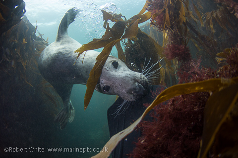 Farne Islands Seal nibbling my fin amongst the kelp - by Marinepix
